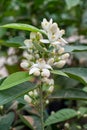 Spring blossom of aromatic white orange tree flowers Royalty Free Stock Photo