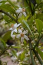 Spring blossom of aromatic white orange tree flowers Royalty Free Stock Photo