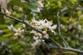 Spring blossom of aromatic white orange tree flowers Royalty Free Stock Photo