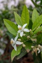 Spring blossom of aromatic white orange tree flowers Royalty Free Stock Photo