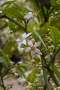 Spring blossom of aromatic white orange tree flowers Royalty Free Stock Photo