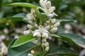 Spring blossom of aromatic white orange tree flowers Royalty Free Stock Photo