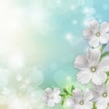 Spring blossom background