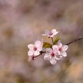 Spring blossom background. Beautiful nature scene with blooming cherry tree - Sakura. Orchard Abstract blurred background in Royalty Free Stock Photo