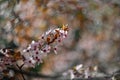 Spring blossom background. Beautiful nature scene with blooming cherry tree - Sakura. Orchard Abstract blurred background in Royalty Free Stock Photo