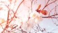 Spring blossom background. Beautiful nature scene with blooming tree and sun flare. Sunny day. Spring flowers. Beautiful Orchard. Royalty Free Stock Photo