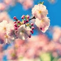 Spring blossom background. Beautiful nature scene with blooming tree and sun. Sunny day. Spring flowers. Abstract blurred backgrou Royalty Free Stock Photo