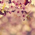 Spring blossom background. Beautiful nature scene with blooming tree and sun. Sunny day. Spring flowers. Abstract blurred backgrou Royalty Free Stock Photo