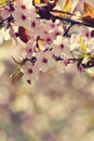 Spring blossom background. Beautiful nature scene with blooming tree and sun. Sunny day. Spring flowers. Abstract blurred backgrou Royalty Free Stock Photo