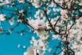 Spring blossom background. Beautiful nature scene with blooming tree on sunny day. Spring flowers. Beautiful orchard in Springtime Royalty Free Stock Photo