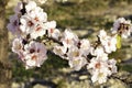 Spring blossom background. Beautiful nature scene with blooming tree on sunny day. Spring flowers. Beautiful orchard in Springtime Royalty Free Stock Photo