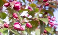 Spring blossom background. Spring blooming. Apple tree blossom with pink flowers Royalty Free Stock Photo