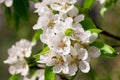 Spring blossom background. Blooming pear tree, white flowers on a tree Royalty Free Stock Photo