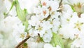 Spring blossom background. Blossoming branch of cherry tree with white flowers