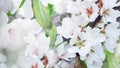 Spring blossom background. Blossoming branch of cherry tree with white flowers Royalty Free Stock Photo