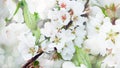 Spring blossom background. Blossoming branch of cherry tree with white flowers Royalty Free Stock Photo