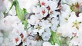Spring blossom background. Blossoming branch of cherry tree with white flowers Royalty Free Stock Photo