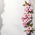 Cherry blossom on gray background with copy space, top view. Royalty Free Stock Photo