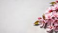 Cherry blossom on gray background with copy space, top view. Royalty Free Stock Photo