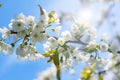 Spring blossom background with delicate white flowers. Beautiful nature scene with blooming tree Royalty Free Stock Photo