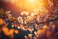 Spring blossom background. Nature scene with blooming tree and sun flare. Spring flowers. Beautiful orchard