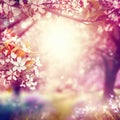 Spring blossom background. Nature scene with blooming tree and sun flare. Spring flowers. Beautiful orchard