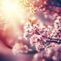 Spring blossom background. Nature scene with blooming tree and sun flare. Spring flowers. Beautiful orchard