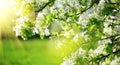 Spring blossom background. Nature scene with blooming tree and sun flare. Spring flowers Royalty Free Stock Photo