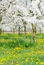 Spring blossom background in white flower budding plum tree and