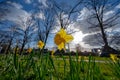 Spring blossom of big yellow daffodils narcissus decorative plants in city park Royalty Free Stock Photo