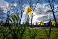 Spring blossom of big yellow daffodils narcissus decorative plants in city park Royalty Free Stock Photo