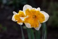 Spring blossom of big yellow-white daffodils narcissus decorative plants in garden Royalty Free Stock Photo