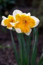 Spring blossom of big yellow-white daffodils narcissus decorative plants in garden Royalty Free Stock Photo