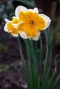 Spring blossom of big yellow-white daffodils narcissus decorative plants in garden Royalty Free Stock Photo