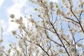 Spring blossom and the blue sky