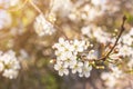 Spring blossom blurred background in sunlight closeup Royalty Free Stock Photo