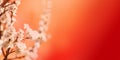 Spring blossom border over red background with copyspace. Chinese new year nature design Royalty Free Stock Photo
