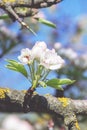 Spring blossom: branch of a blossoming apple tree on garden background and blue sky Royalty Free Stock Photo