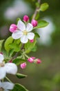 Spring blossom: branch of a blossoming apple tree on garden background