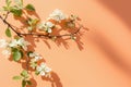 Spring blossom, branches of an apple tree with white flowers against background of peach-colored wall in the sun rays Royalty Free Stock Photo
