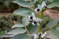 Spring blossom of broad beans plant in vegetables garden Royalty Free Stock Photo