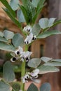 Spring blossom of broad beans plant in vegetables garden Royalty Free Stock Photo