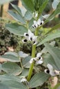 Spring blossom of broad beans plant in vegetables garden Royalty Free Stock Photo