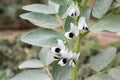 Spring blossom of broad beans plant in vegetables garden Royalty Free Stock Photo