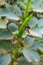 Spring blossom of broad beans plant in vegetables garden Royalty Free Stock Photo