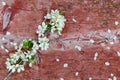 Spring blossom cherry branch closeup on the background of old window of barn house village Royalty Free Stock Photo