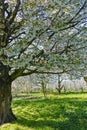 Spring blossom of cherry fruit tree in orchard Royalty Free Stock Photo