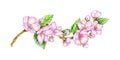 Spring Blossom. Cherry pink flowers. Blooming branch