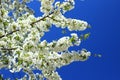 Spring blossom of cherry tree Royalty Free Stock Photo