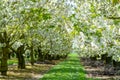 Spring blossom of cherry trees in orchard, fruit region Haspengouw in Belgium